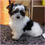 Biewer Terrier Pup For Sale Scotland