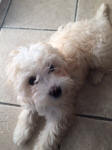 crestiepoo poodlepuff