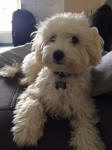 crestiepoo poodlepuff