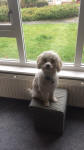 Crestiepoo poodlepuff